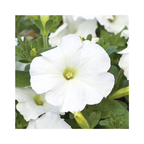 Pétunia à massifs blanc - Le pack de 6 plants