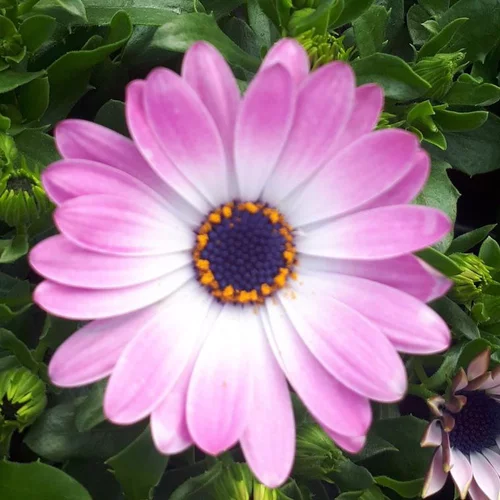 Osteospermum - Le pot de Ø 13 cm