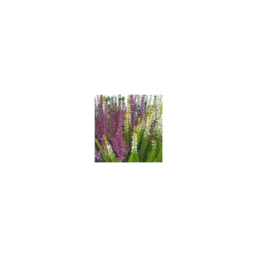Callune naturelle - La coupe de 30 cm