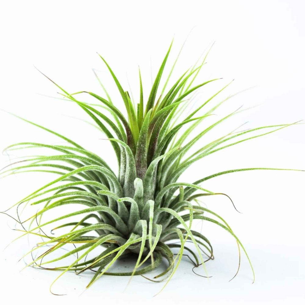 Tillandsia ionantha Druid Tillandsia ionantha druid
