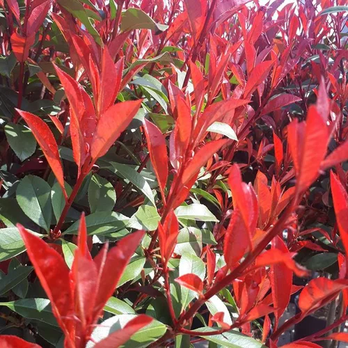 Photinia X Fraseri Carré Rouge 1/2 tige. Le pot de 55 litres