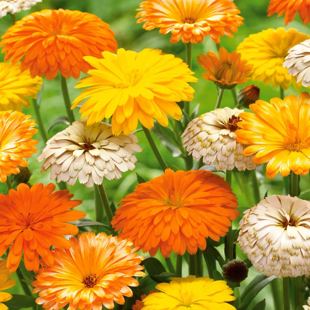 3 Soucis résistants au froid en mélange Calendula