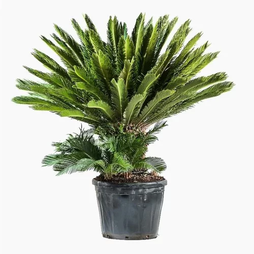 Cycas Revoluta. Le pot de 90 litres