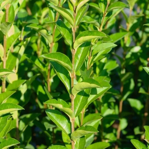 Troène de Californie Ligustrum ovalifolium