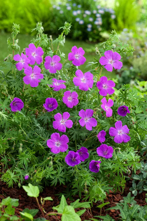 Géranium vivace sanguin - Le pot de 2 litres