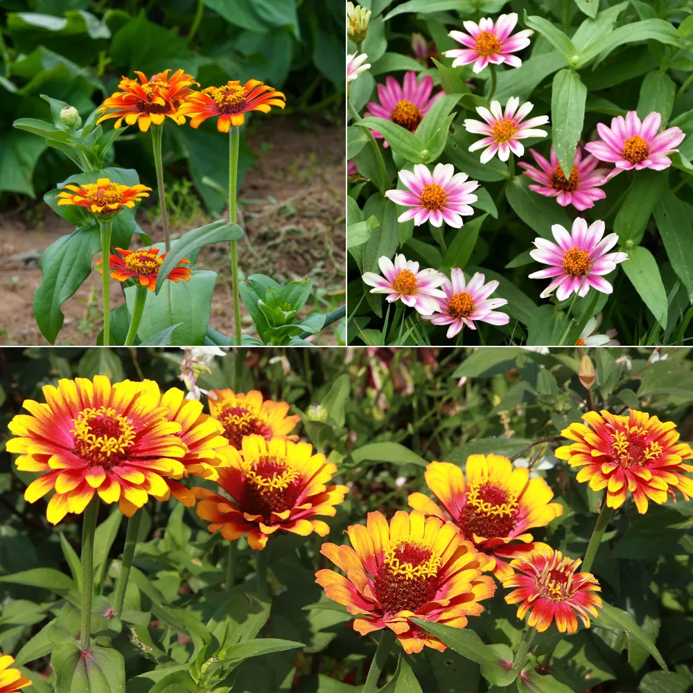 Zinnia élégant à fleurs doubles Caroussel en mélange Zinnia elegans