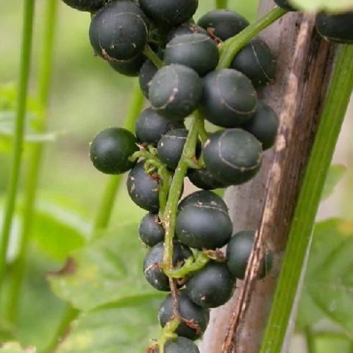 Jiaogulan Gynostemma pentaphyllum