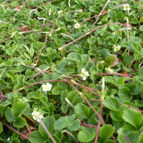 Fraise-apricot Mount Omei Fragaria rubicola mount omei