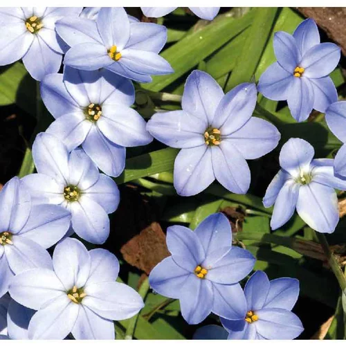 Ipheion Uniflorum Bleu - Le pot de 9 x 9 cm