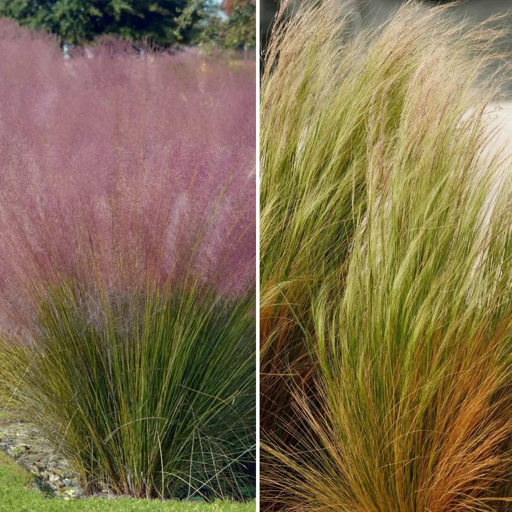 4 graminées décoratives Muhlenbergia capillaris, Stipa tenuissima