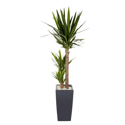 Yucca 3 tiges et son pot Cubico color Ø 30 gris
