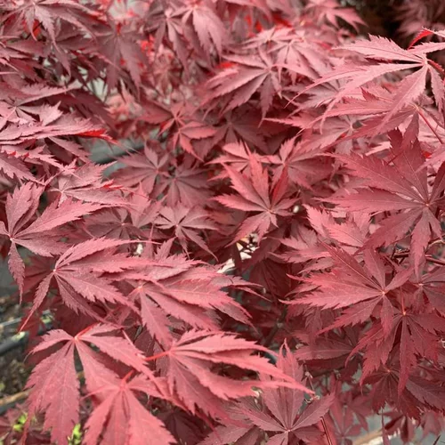 Acer Palmatum Burgundy Lace - Le pot de 7 litres