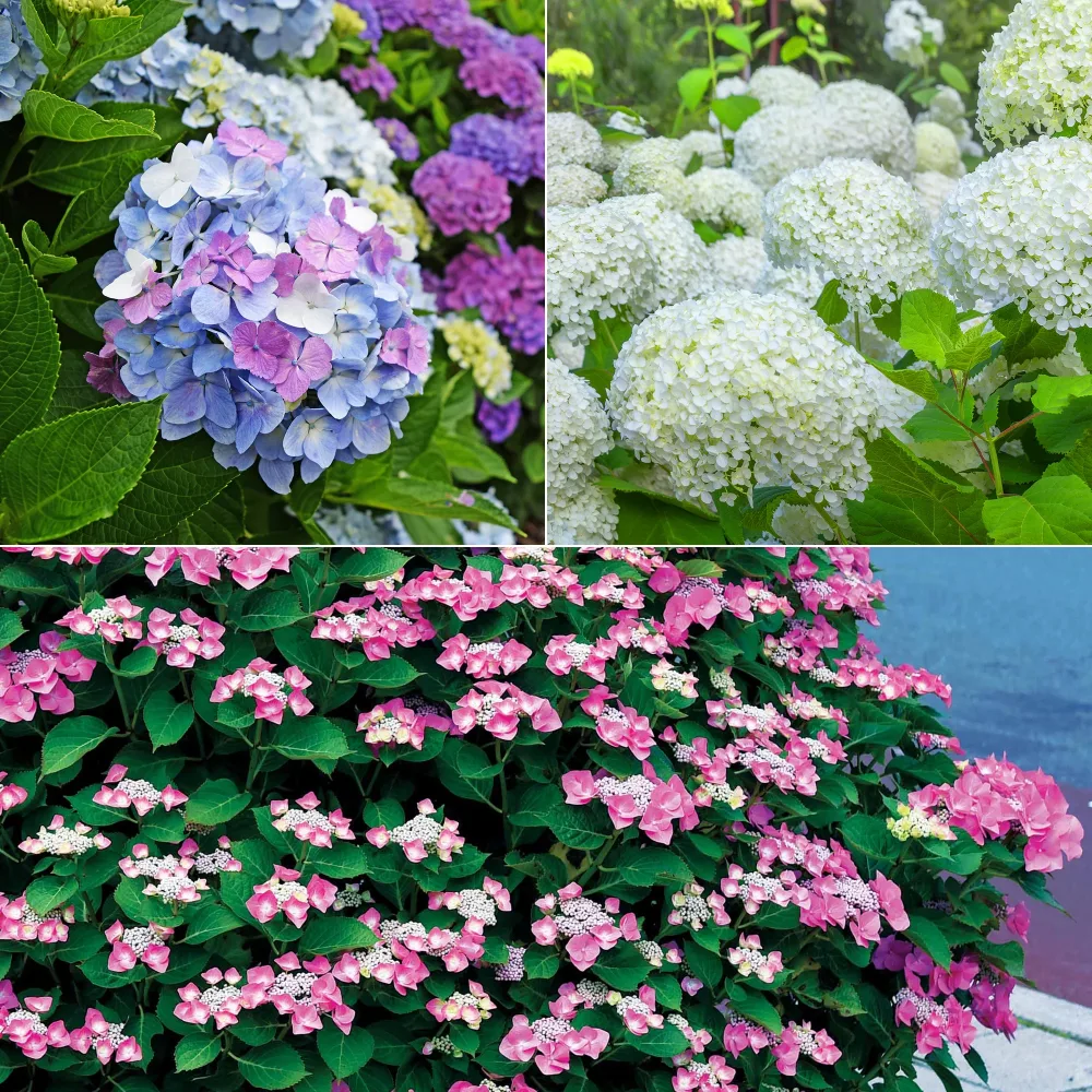 Collection d'Hortensias pour massifs et haies fleuris - 3 arbustes Hydrangea macrophylla