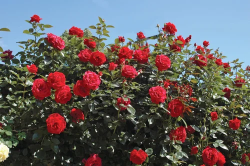 Rosier Grimpant Le Grand Huit® 'Adabaring' - Le pot de 7,5 litres