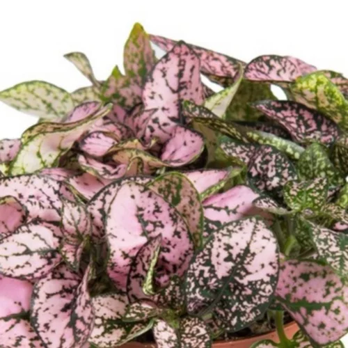 Hypoeste au feuillage multicolore - Le pot de 1,4 litre