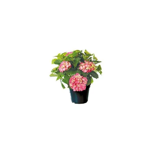 Hortensia à grandes fleurs en pot de 15 litres