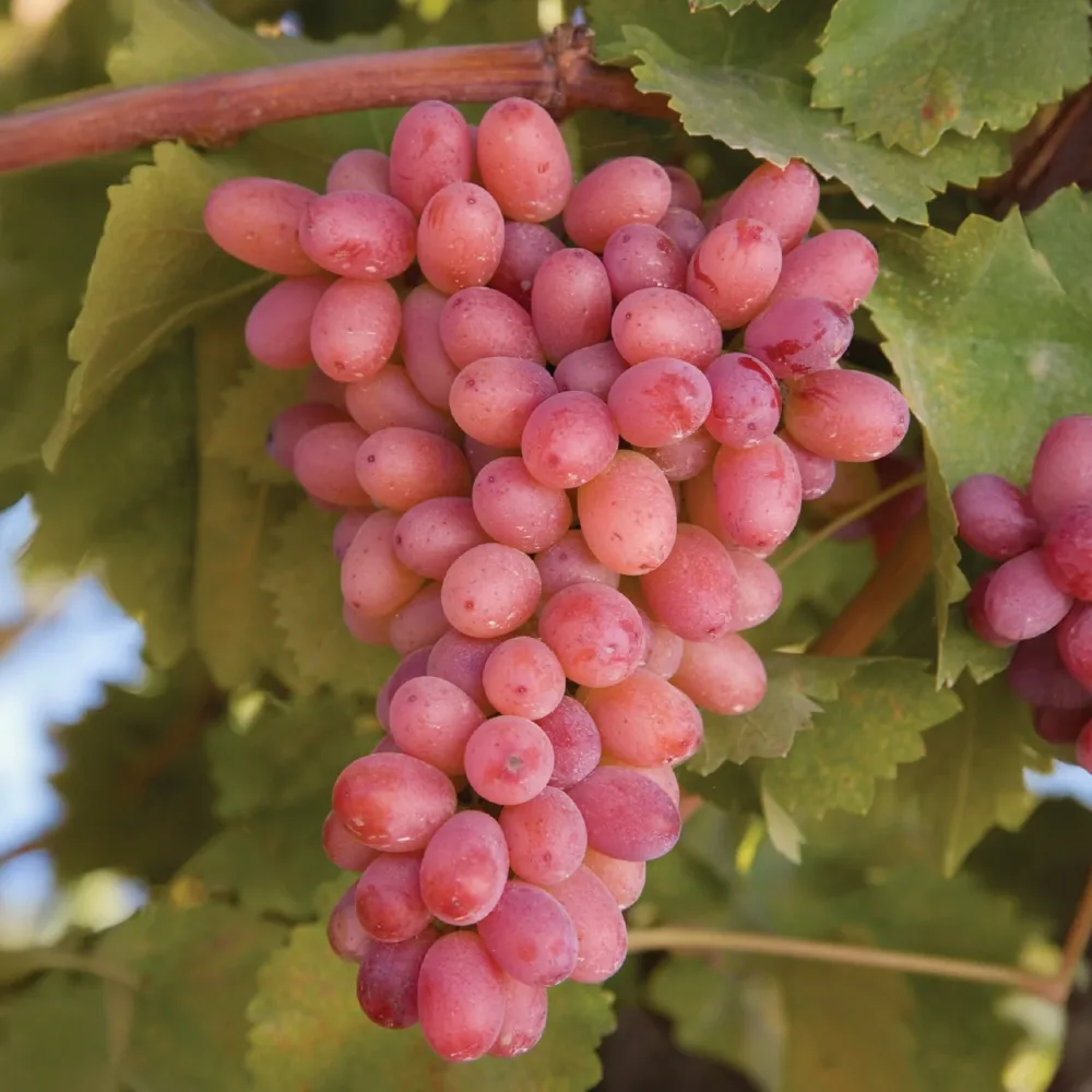 Vigne sans pépins Crimson Seedless Vitis vinifera Crimson Seedless