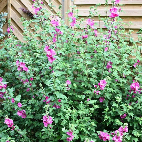 Lavatera Magenta Magic - Le pot de 4 litres