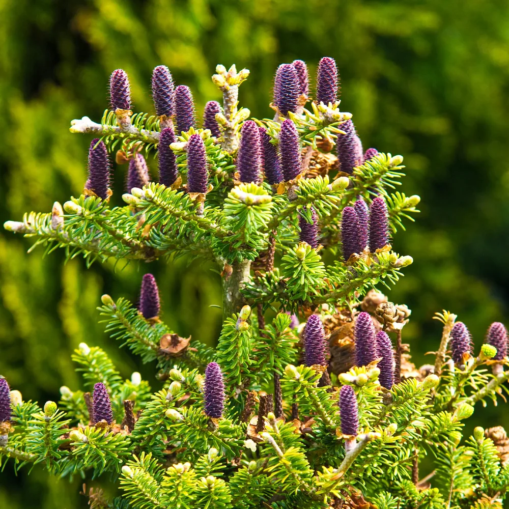 Sapin de Corée Abies koreana