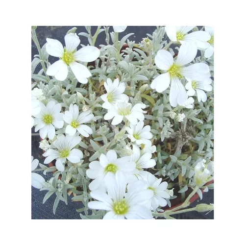 Cerastium Tomentosum - Le pot de 10,5 cm
