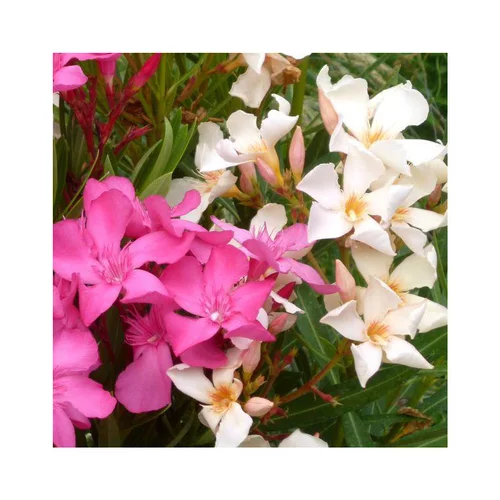 Laurier Rose – C2,5