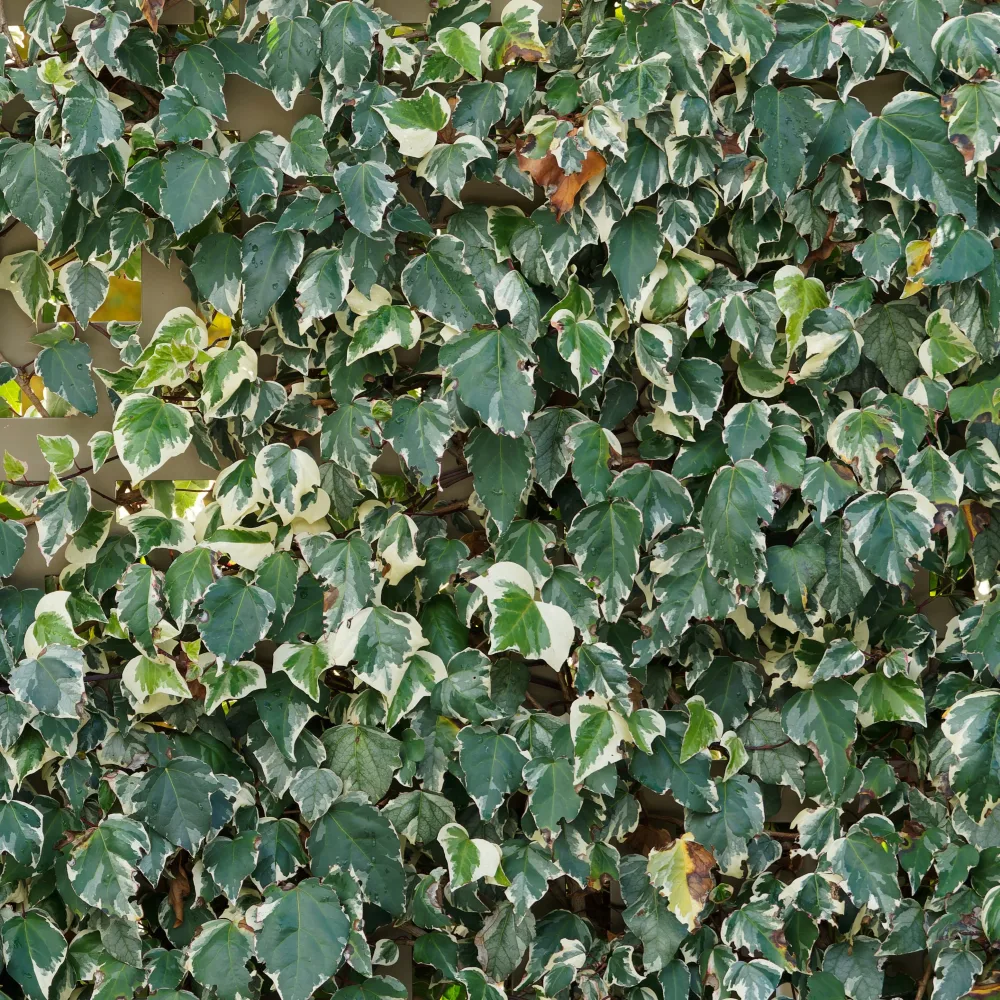 Lierre des Canaries Gloire de Marengo Hedera algeriensis Gloire de Marengo