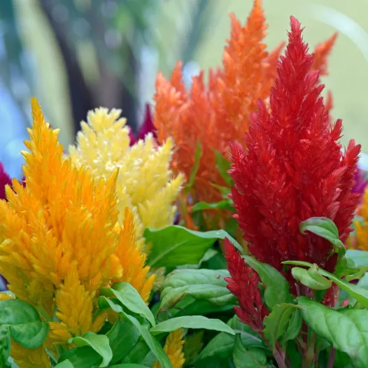 Celosia of pluimhanekammen organisch en reproduceerbaar