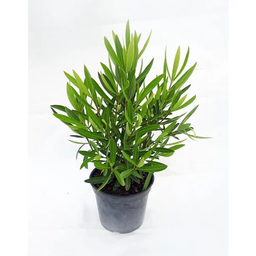Laurier rose Jannoch (Nerium Oleander) 60/80. Le pot de 5 litres