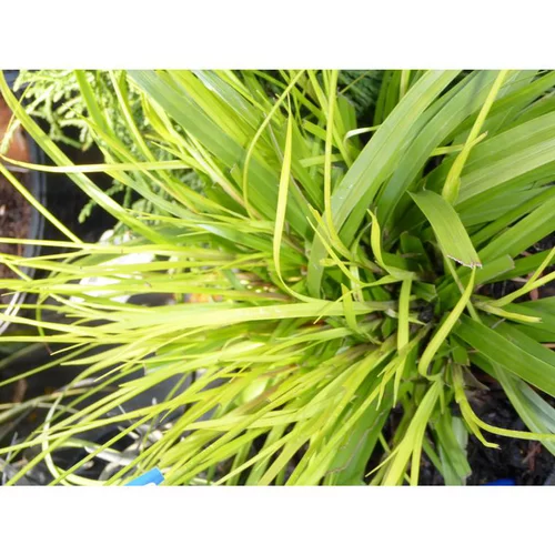 Carex Oshimensis Everillo jaune en pot de 2 L