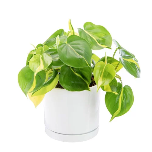 Philodendron scandens Brazil vert en pot blanc émaillé botanic®. Le pot Ø 15 cm