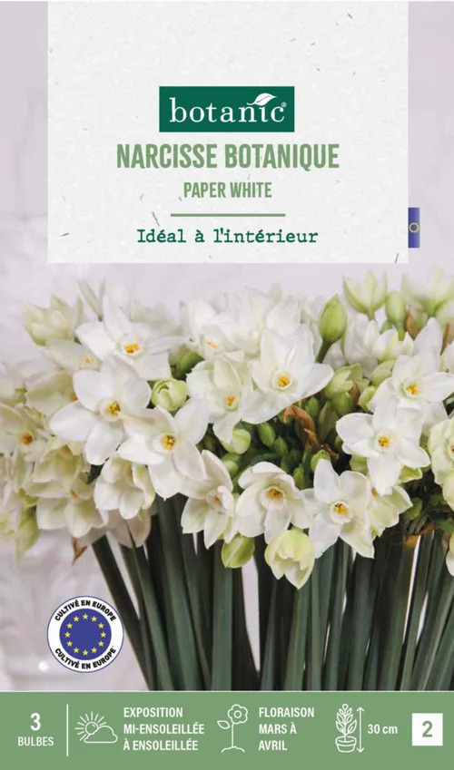 Narcisse intérieur Paper coloris blanc - 3 bulbes