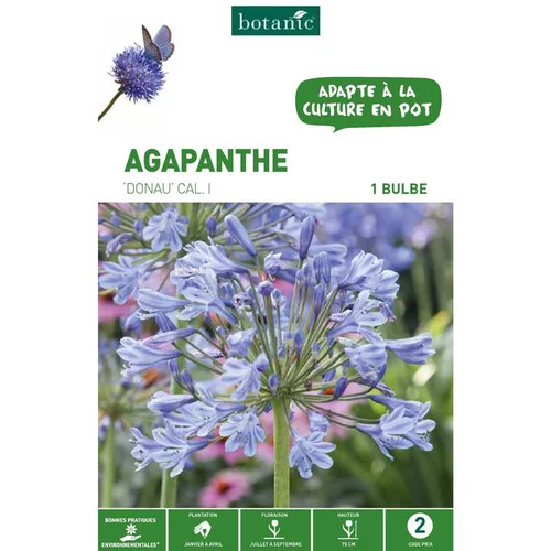 Agapanthe Donau - bleu - 1 bulbe