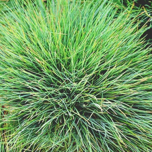 Fétuque bleue 'Elijah Blue' - Le pot de 1 litre