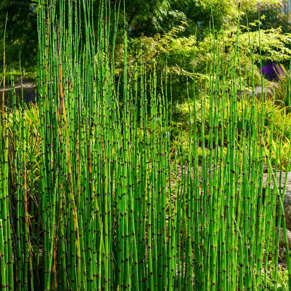 Prêle du Japon Equisetum japonicum