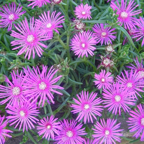 Delosperma - Le pot de 12 cm