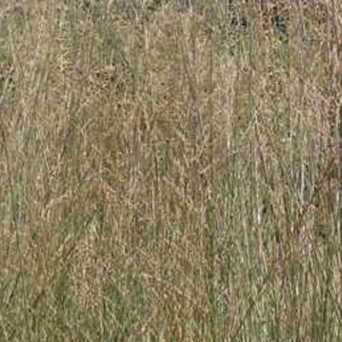 Molinie élevée Windspiel Molinia arundinacea windspiel