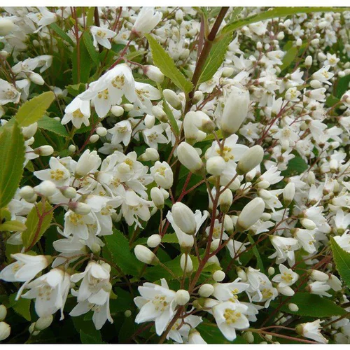 Deutzia Crenata Nikko. Le pot de 4 litres