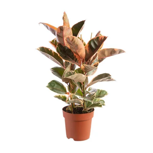 Ficus elastica (Caoutchouc). Le pot Ø 24 cm