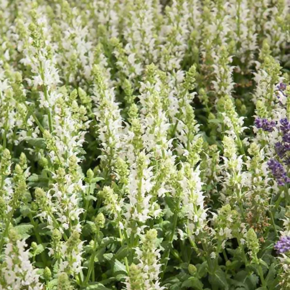 Sauge des bois blanche Salvia nemorosa Sensation White