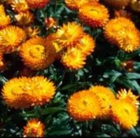 Immortelle - Le pot de 1 litre