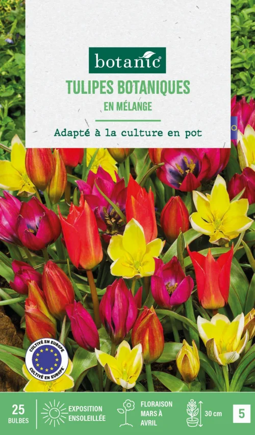 Tulipe en mélange botanic® - 25 bulbes