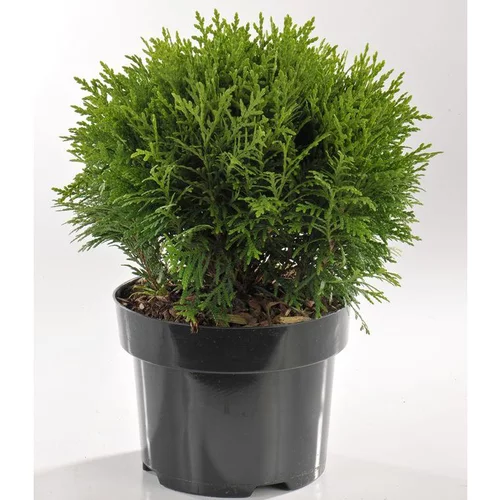 Thuya Occidentalis Danica (thuya du Canada) en pot de 3 L vert