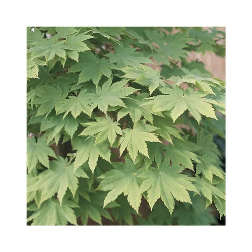 Erable du Japon (ACER PALMATUM VITIFOLIUM ) Le pot de 15 litres
