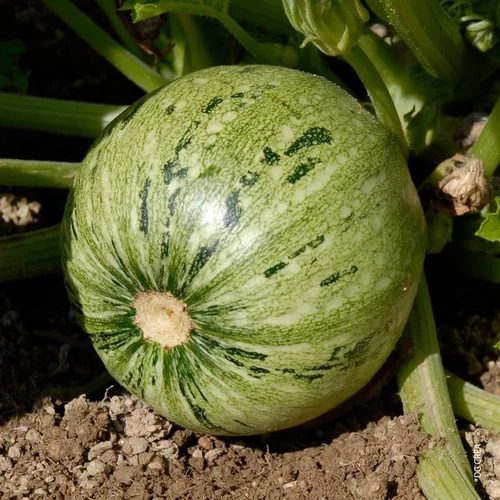 Courgette Ronde De Nice Bio. La barquette de 3 plants