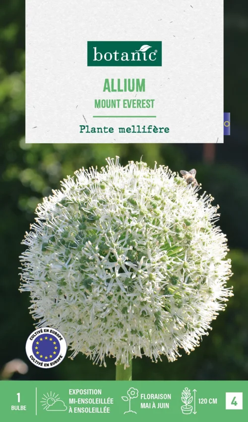 Allium mount everest botanic® - 1 bulbe