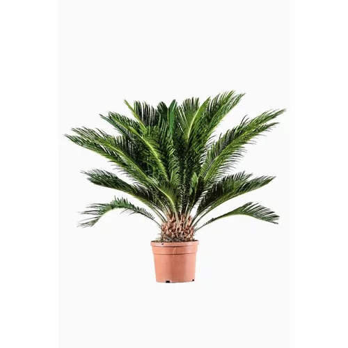 Cycas Revoluta vert. Le pot de 7 litres