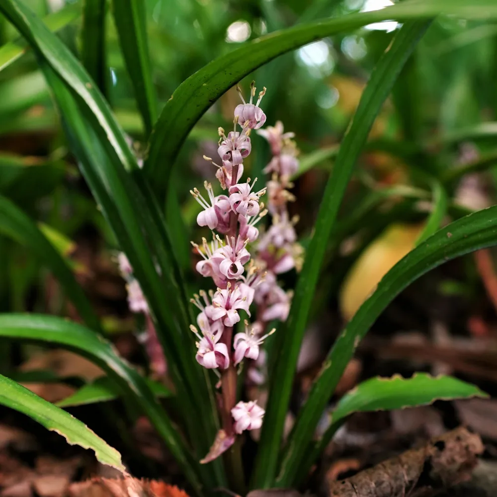 Muguet de Chine Reineckea carnea