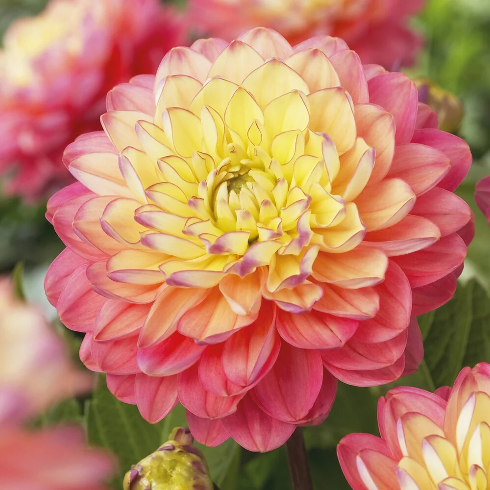3 Dahlias Melody Allegro Dahlia 'melody allegro'