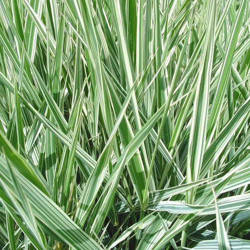 Graminees Mix - Le pot de 10.5 cm
