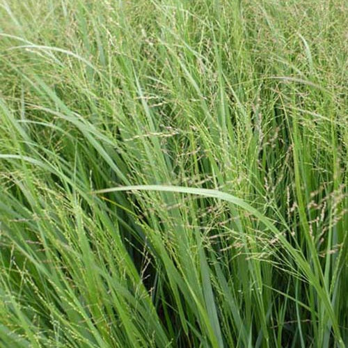 Panic érigé Thundercloud Panicum virgatum thundercloud